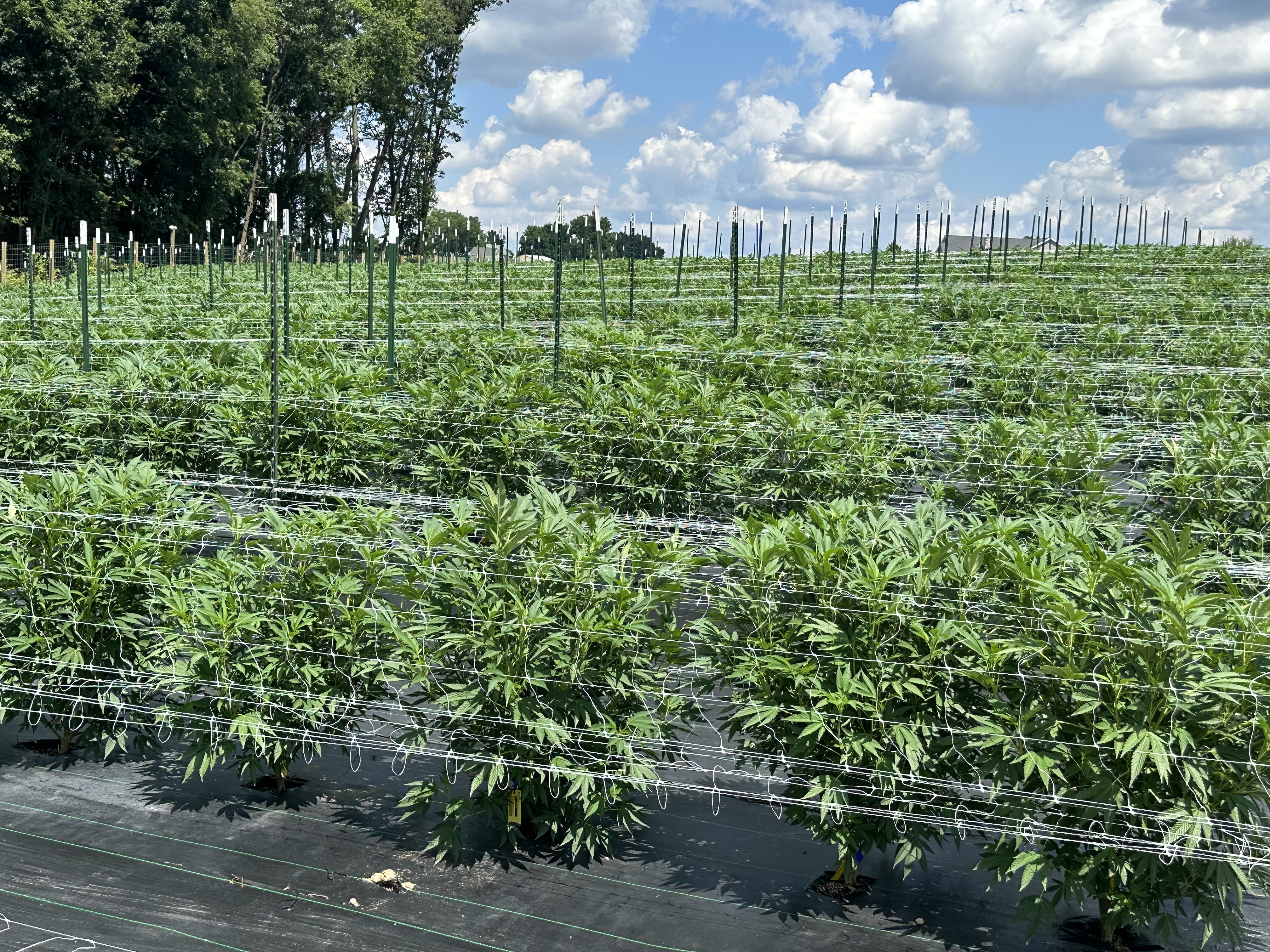 Full canopy
