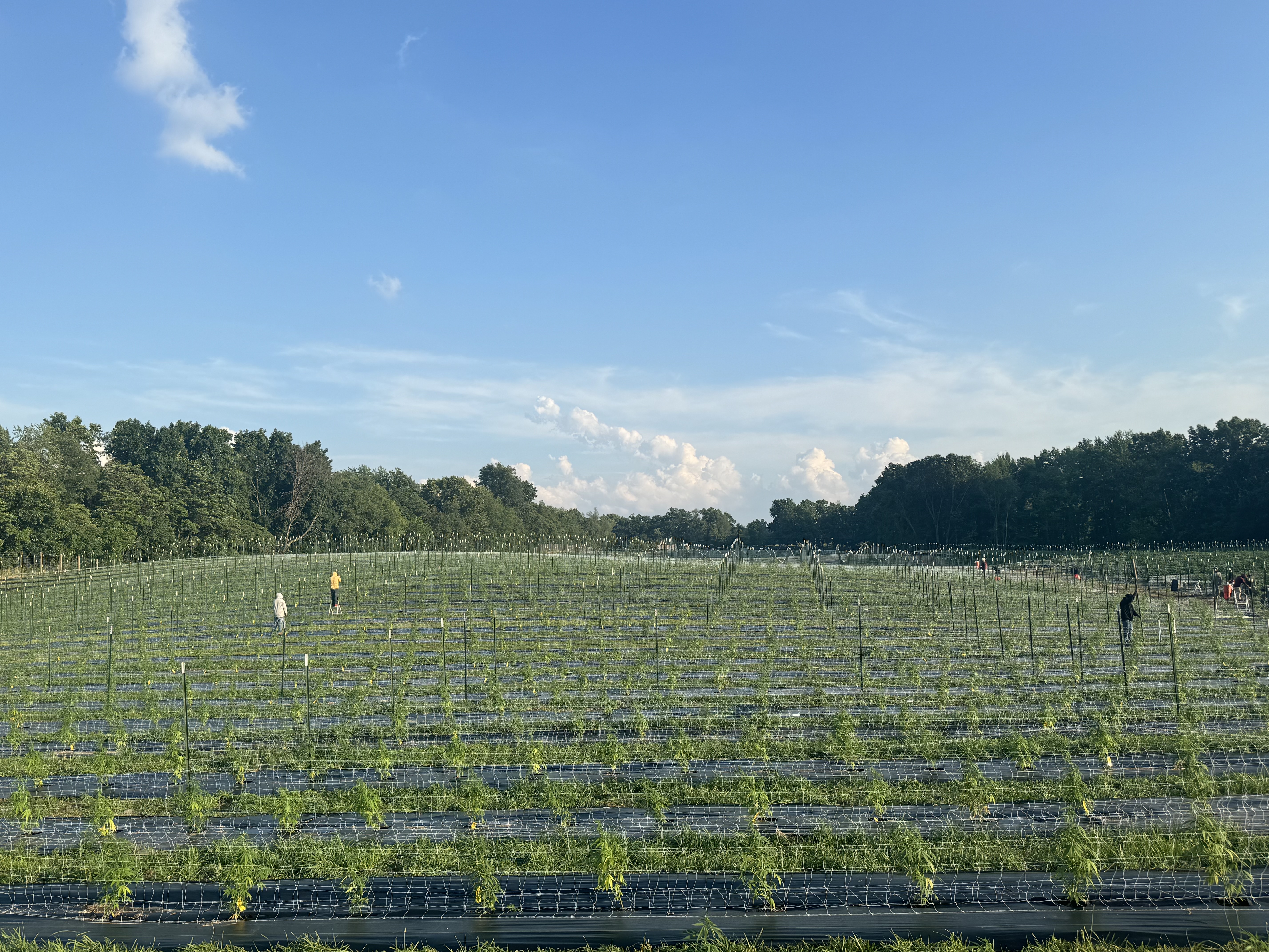 Field, midsummer