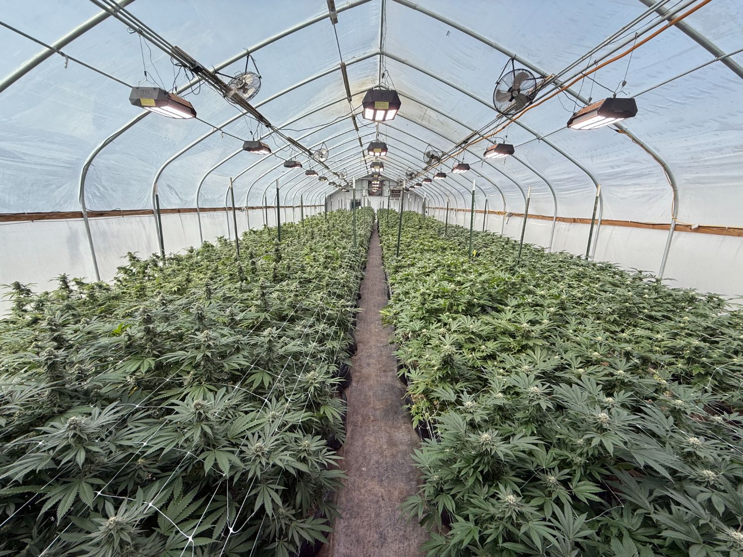 Inside a Grip greenhouse, flowering canopy under glass