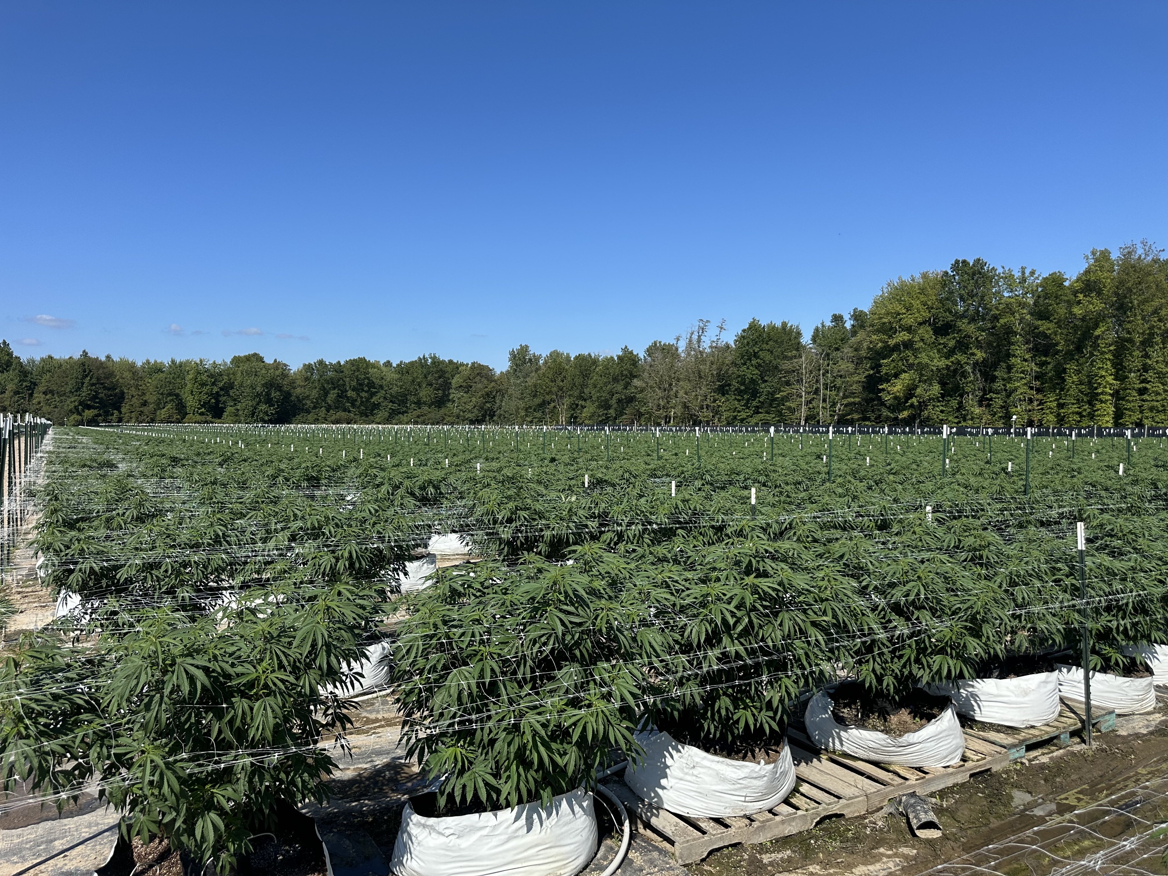 Center path through outdoor canopy at Farm 02